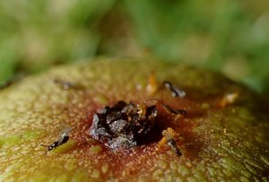 Fig wasps