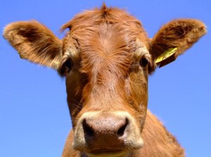 Cow