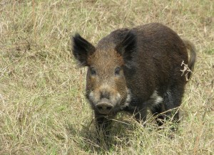 Wild Pig
