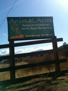 Animal Acres
